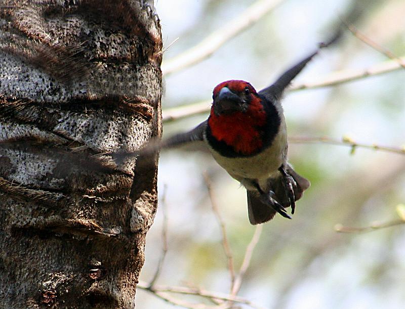 Rooikophoutkapper vlieg na nes.jpg - Rooikophoutkapper klaar gewerk by sy nes hier kom ek!